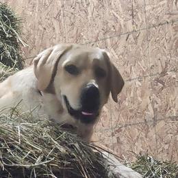 Labrador Retrievers from Pure Gem Kennel