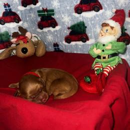 Walnut - Dark golden male Golden Retriever puppy in Sandy, Oregon from Treasured K-9s