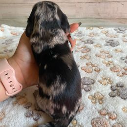Boy 3 - Dapple male Dachshund puppy in Merced, California from JBDKennel