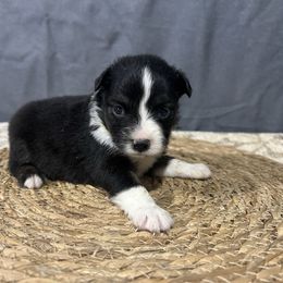 Moe - Black tri male Miniature American Shepherd puppy in Clinton, Missouri from Mockingbirds American Minis
