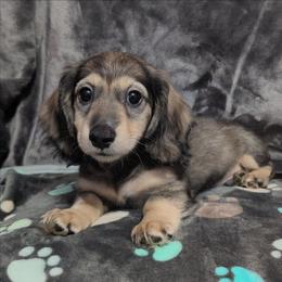 Simon the Cream Sable Boy - Sable male Dachshund puppy in Pelion, South Carolina from Doitsujin Dachshunds