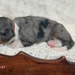 Ferrari - Blue merle female Bernedoodle puppy in Henry, Illinois from Rowe Farms Doodles