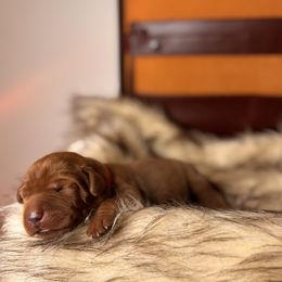 Alvin - Yellow male Labrador Retriever puppy in Rocky Top, Tennessee from Rocky Top Retrievers and Ranch