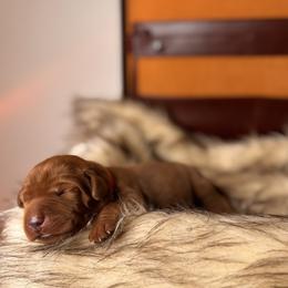 Alvin - Yellow male Labrador Retriever puppy in Rocky Top, Tennessee from Rocky Top Retrievers and Ranch