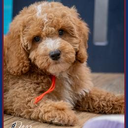 Versace - Red and white male Cockapoo puppy in Connersville, Indiana from Deaz Doodle Ranch