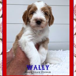 WALLY - Parti male Goldendoodle puppy in North Conway, New Hampshire from Arbor Grace Doodles
