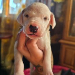 Obake (HUA) - White and lemon female Dalmatian puppy in Salem, Missouri from Paradise Spots Dalmatians