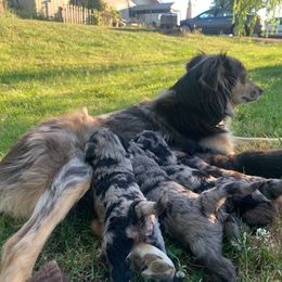 Aussiedoodle Puppies from Seattle Aussiedoodles