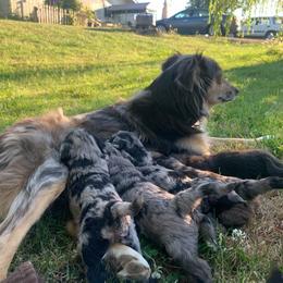 Aussiedoodle Puppies from Seattle Aussiedoodles
