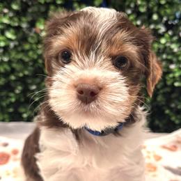 Barry - Parti male Yorkshire Terrier puppy in Stockton, California from Maranatha Yorkies - Stockton