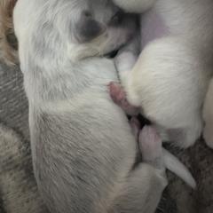Girl 5 - Colorado Mountain Dog puppy from Stormy Heights Homestead