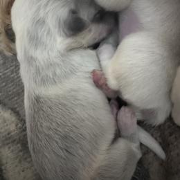 Girl 5 - Colorado Mountain Dog puppy from Stormy Heights Homestead