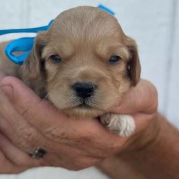 Brew - Golden male Cockapoo puppy in Ville Platte, Louisiana from The Barkery