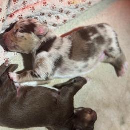 Patrick - Red merle male Australian Shepherd puppy in Asheboro, North Carolina from Stellar Aussies