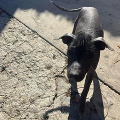 Girl 2 - Black Xoloitzcuintli puppy in Los Angeles, California from Ruby's Pups