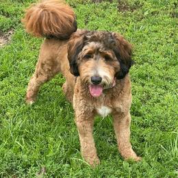 Matilda - Sable female Bernedoodle puppy in Clarksville, Iowa from Iowa Heartland Doodles