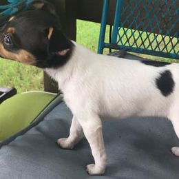 Toy Fox Terriers from Heartland Toy Fox Terriers