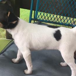 Toy Fox Terriers from Heartland Toy Fox Terriers
