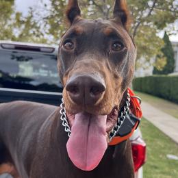 Doberman Pinschers from World of Dobies
