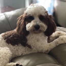 Penny  - Goldendoodle