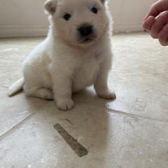 Puppy 1 - White male American Eskimo Dog puppy in Redlands, California from Arctic Storm Kennels