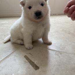 Puppy 1 - White male American Eskimo Dog puppy in Redlands, California from Arctic Storm Kennels
