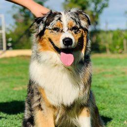 JESSIE - Australian Shepherd