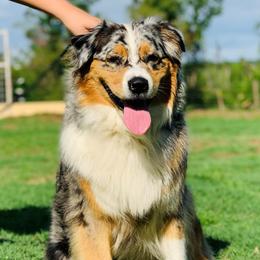 JESSIE - Australian Shepherd
