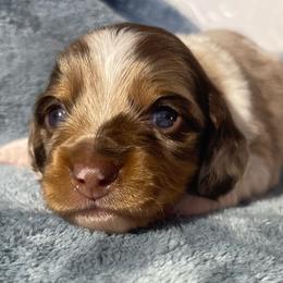 Lil Bo - Dapple male Dachshund puppy in Jackson, Tennessee from Cashmere Crown Mini Dachshunds