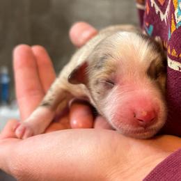 Annie - Blue merle female Miniature Australian Shepherd puppy in North Lakeport, California from Wild Rose Ranch