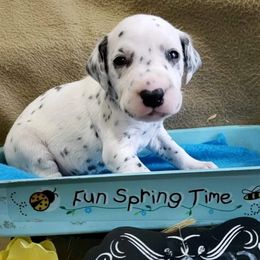 Dalmatian Puppies from Mid-Michigan Dalmatians