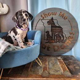 Purple Collar - Harlequin Great Dane puppy in Alton, Illinois from Show Me Great Danes