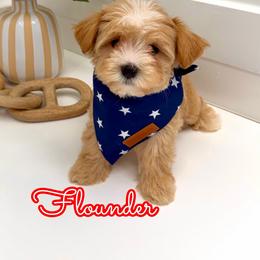 Flounder - Apricot male Maltipoo puppy in Buford, Georgia from Petite Posh Puppies