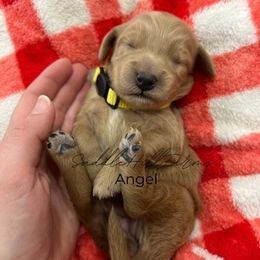 Angel - Apricot female Goldendoodle puppy in Rienzi, Mississippi from Saddle Hill Farms