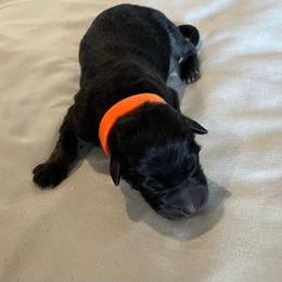 Boy 3-orange - Black male German Shepherd puppy in Sharon Grove, Kentucky from Julie’s Shepherds