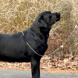 Phoenix - Labrador Retriever