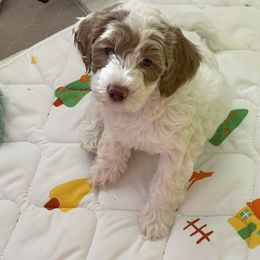 Goldendoodle Puppies from Texas Bella Doodles