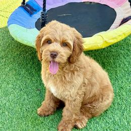 Lime green collar - Caramel male Australian Labradoodle puppy in Anderson, California from Shaggy Doodles