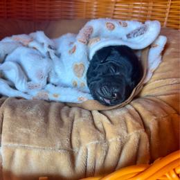 Brown collar male - Black male Labrador Retriever puppy in Stafford Township, New Jersey from SommerLabs