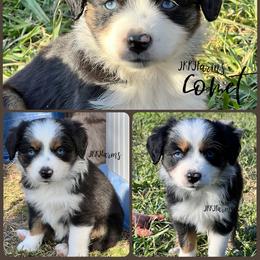 (4) Comet, BTF - Black tri female Miniature American Shepherd puppy in Huntington, Texas from JKKJ Farms