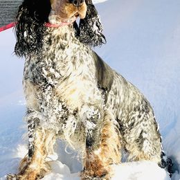 Indigo - English Springer Spaniel