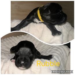 Portuguese Water Dog Puppies from Purely Opal