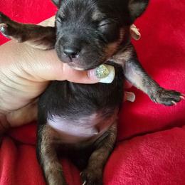 Bryson - Fawn brindled black male Chihuahua puppy in Amity, Pennsylvania from Baxters Chihuahuas