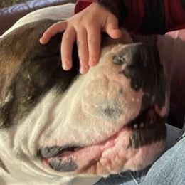 American Bulldogs and Australian Shepherds from Circle V Ranch & Express