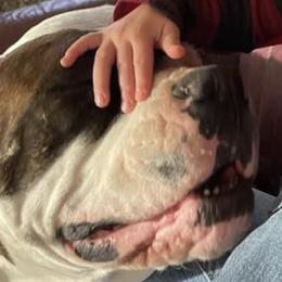 American Bulldogs and Australian Shepherds from Circle V Ranch & Express