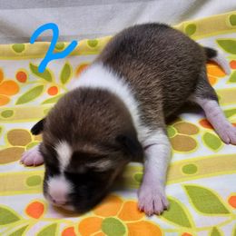 Girl 2 - Red and white female Basenji puppy in Caldwell, Texas from Candyce Witte