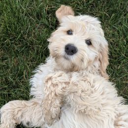 Australian Labradoodle Puppies from Loyal Heart Labradoodles