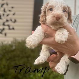 Tramp - Red roan male Cockapoo puppy in Mocksville, North Carolina from Little Bear Doodles