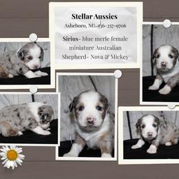 Sirius - Blue merle female Miniature Australian Shepherd puppy in Asheboro, North Carolina from Stellar Aussies