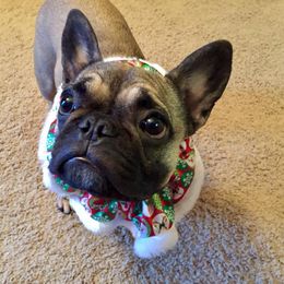 Boston Terrier, Bulldog, and French Bulldog Puppies from JP Ranch Bulldogs